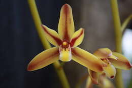 Cymbidium rectum Ridl.的圖片