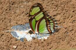 Image of dido longwing