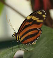 Image of Heliconius