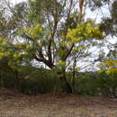 Image de Acacia decurrens Willd.