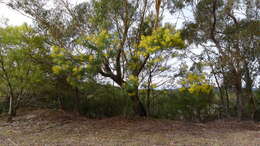 Plancia ëd Acacia decurrens Willd.
