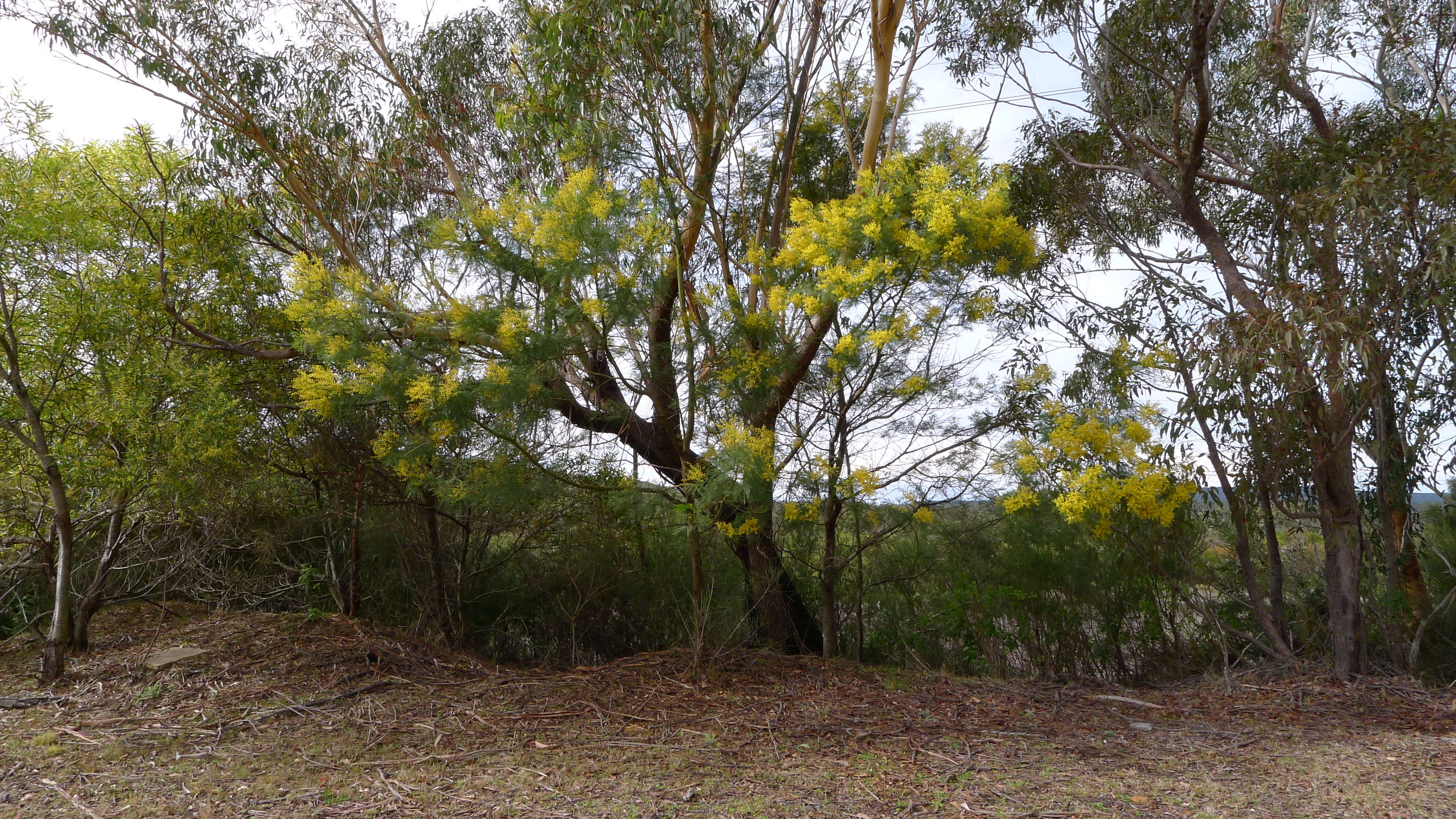 Image of green wattle