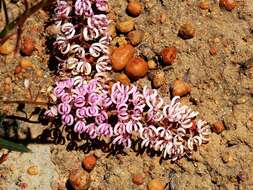 Image of Grevillea leptobotrys Meissn.