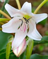 Imagem de Crinum