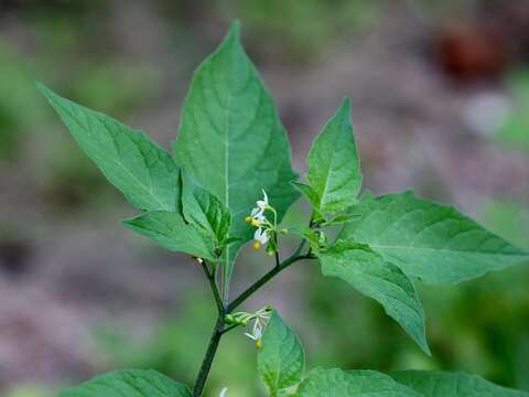 Image of American black nightshade