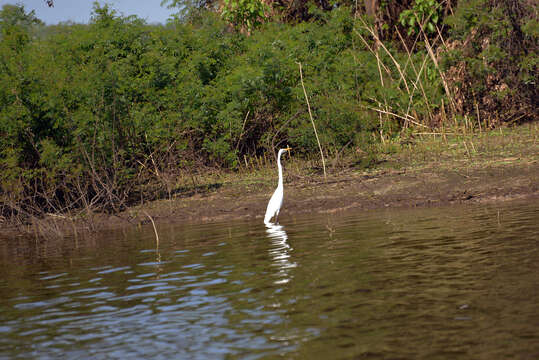 Image of Great Egret