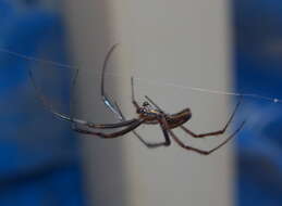 Image of Nephilidae