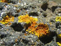 Image of orange wall lichen