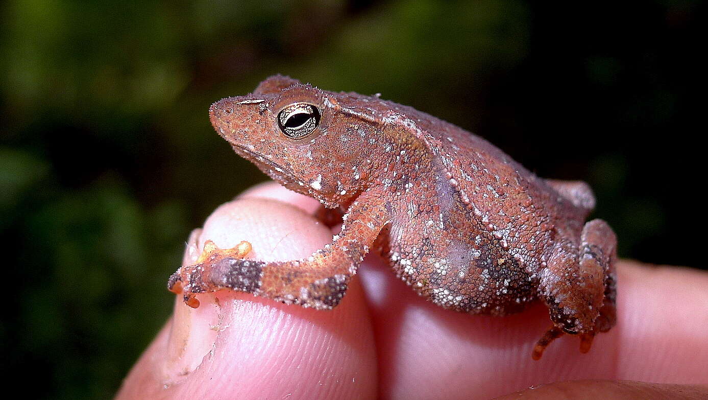 Image of beaked toads