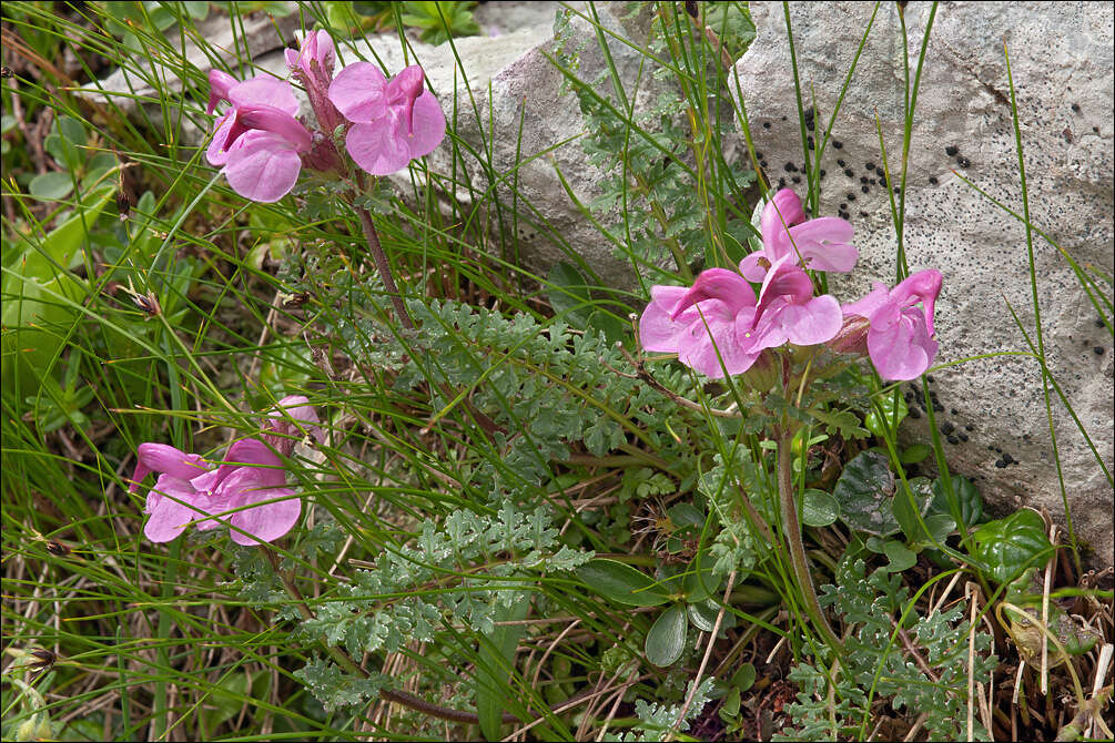 Pedicularis rostratocapitata Crantz resmi