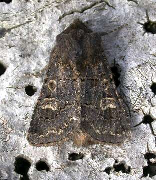 Image of hedge rustic