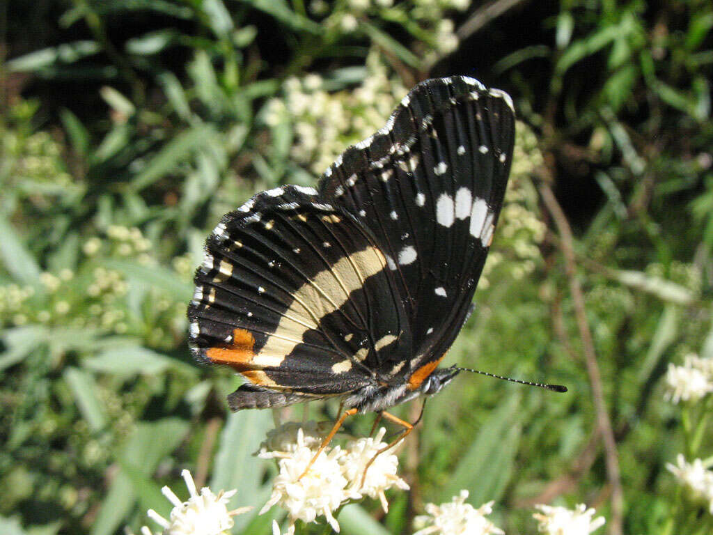 Image of Bordered Patch