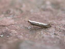 صورة Plutella xylostella Linnaeus 1767