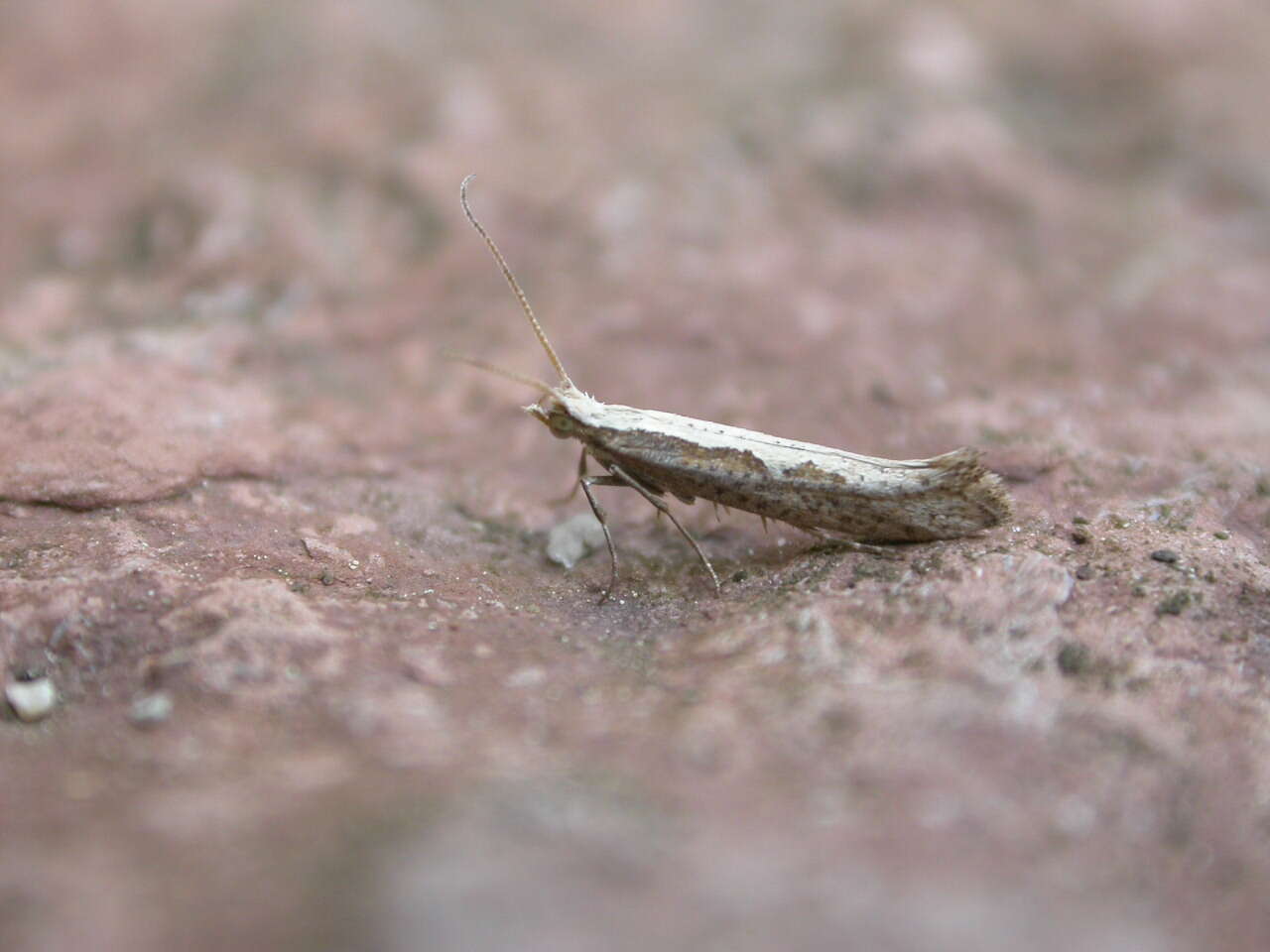 صورة Plutella xylostella Linnaeus 1767