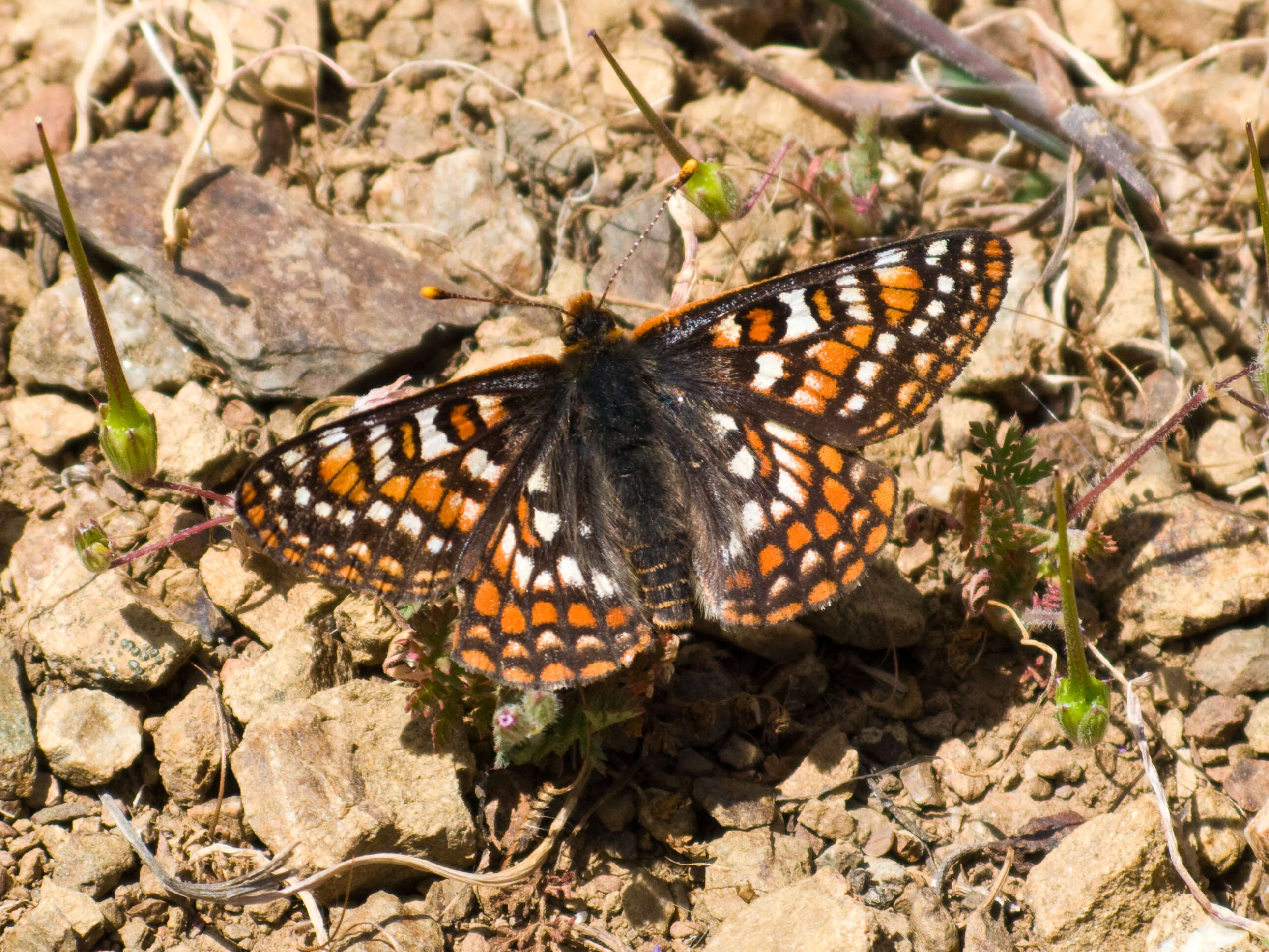 Image of Euphydryas chalcedona