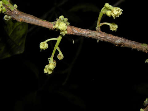 Image of Sloanea guianensis (Aublet) Benth.