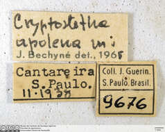 Image of Cryptostetha Baly 1858