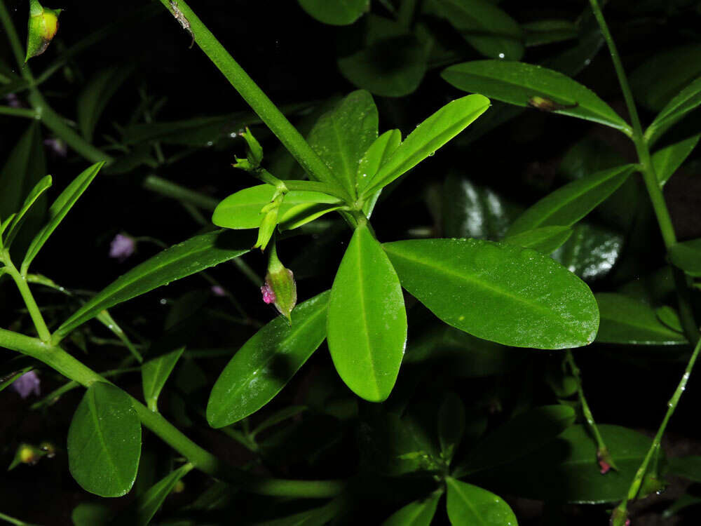 Image de Talinaceae