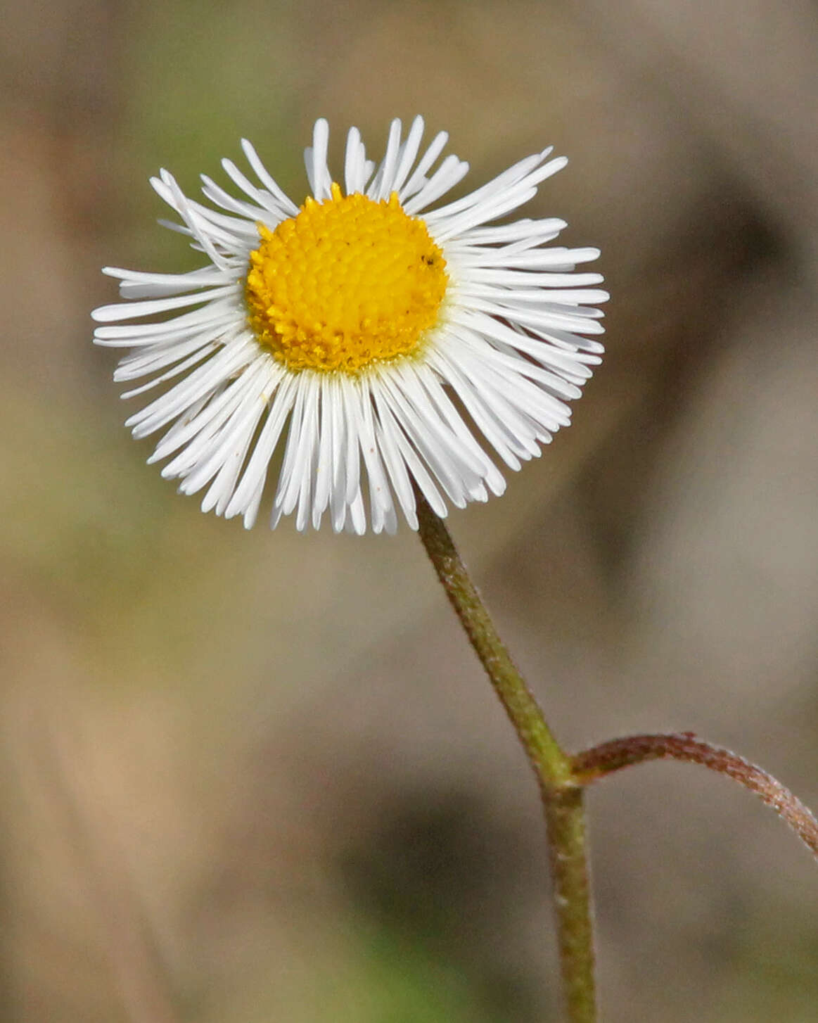 Image of Oak-Leaf Fleabane