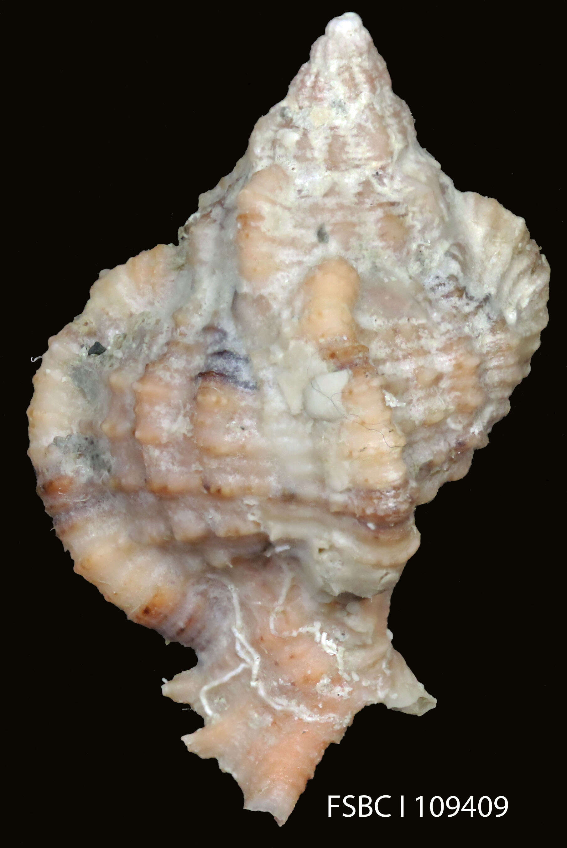 Image of Phyllonotus Swainson 1833