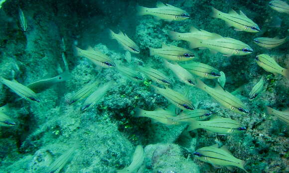 Image of Seale's cardinalfish