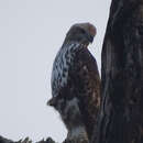 Image of Changeable Hawk Eagle