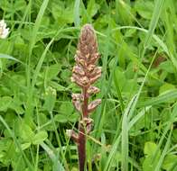 Image of clover broomrape