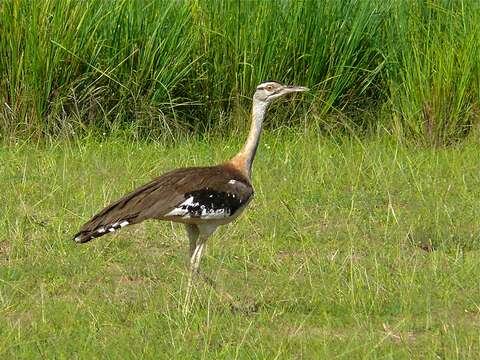 Image of Denham's Bustard