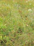 Imagem de Stipa capillata L.