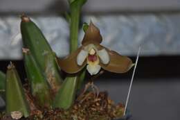 Image of lycaste