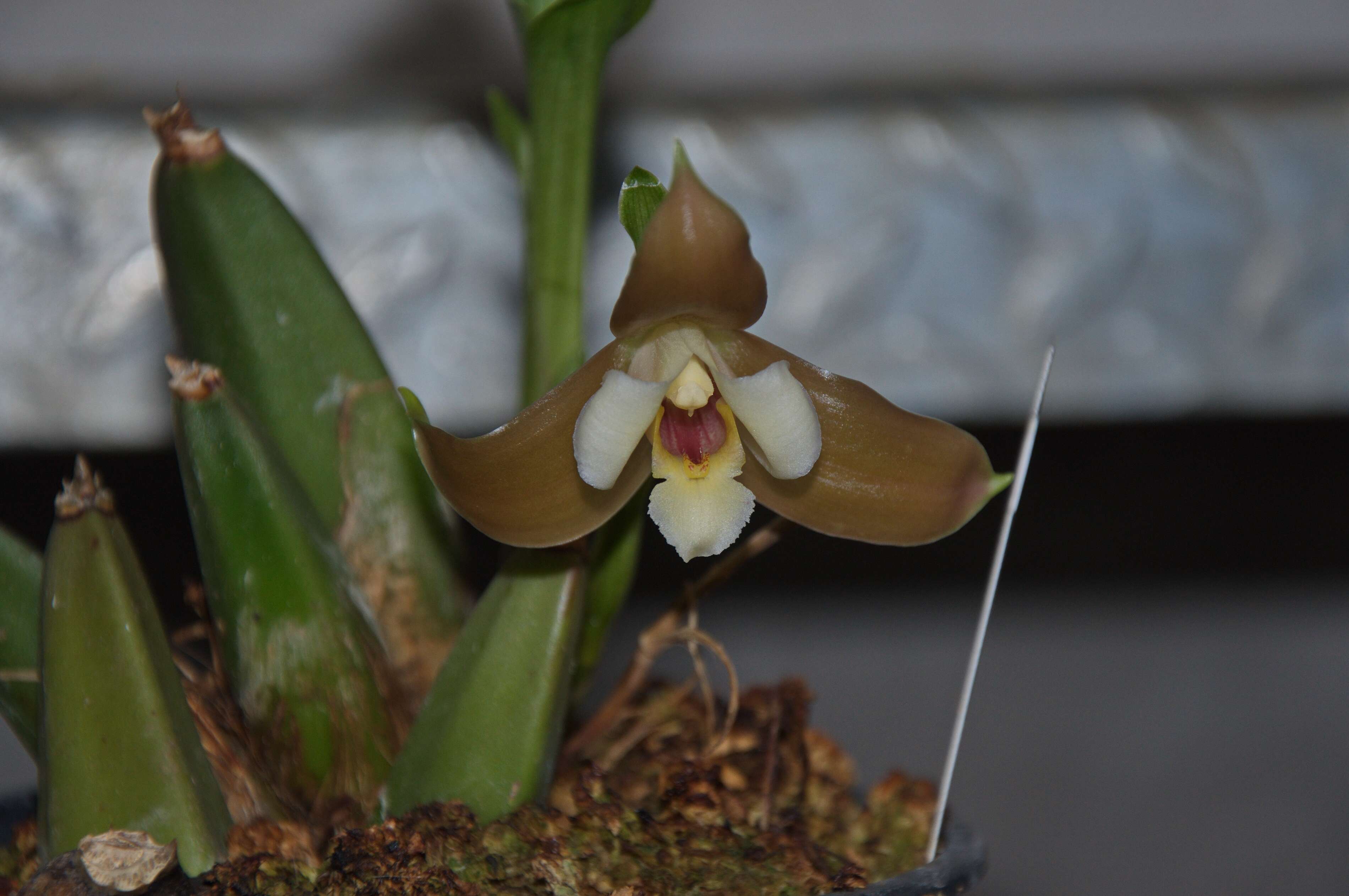 Image of lycaste