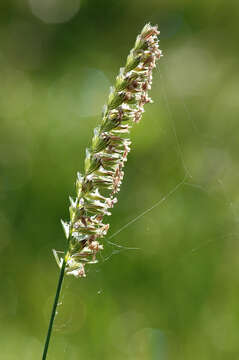 Image of Dogstail grass