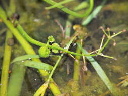 Image of Sagittaria