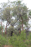 Image of Grevillea glauca Banks & Sol. ex Knight