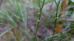 Image of Whisk Ferns