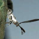 Image of Piesarthrius