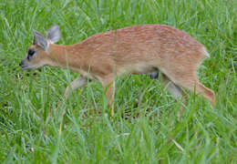 Image of Sharpe's Grysbok