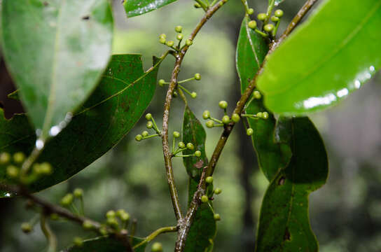 Image of Litsea eugenioides A. Chev. ex H. Liou