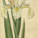 Image of yellowband iris