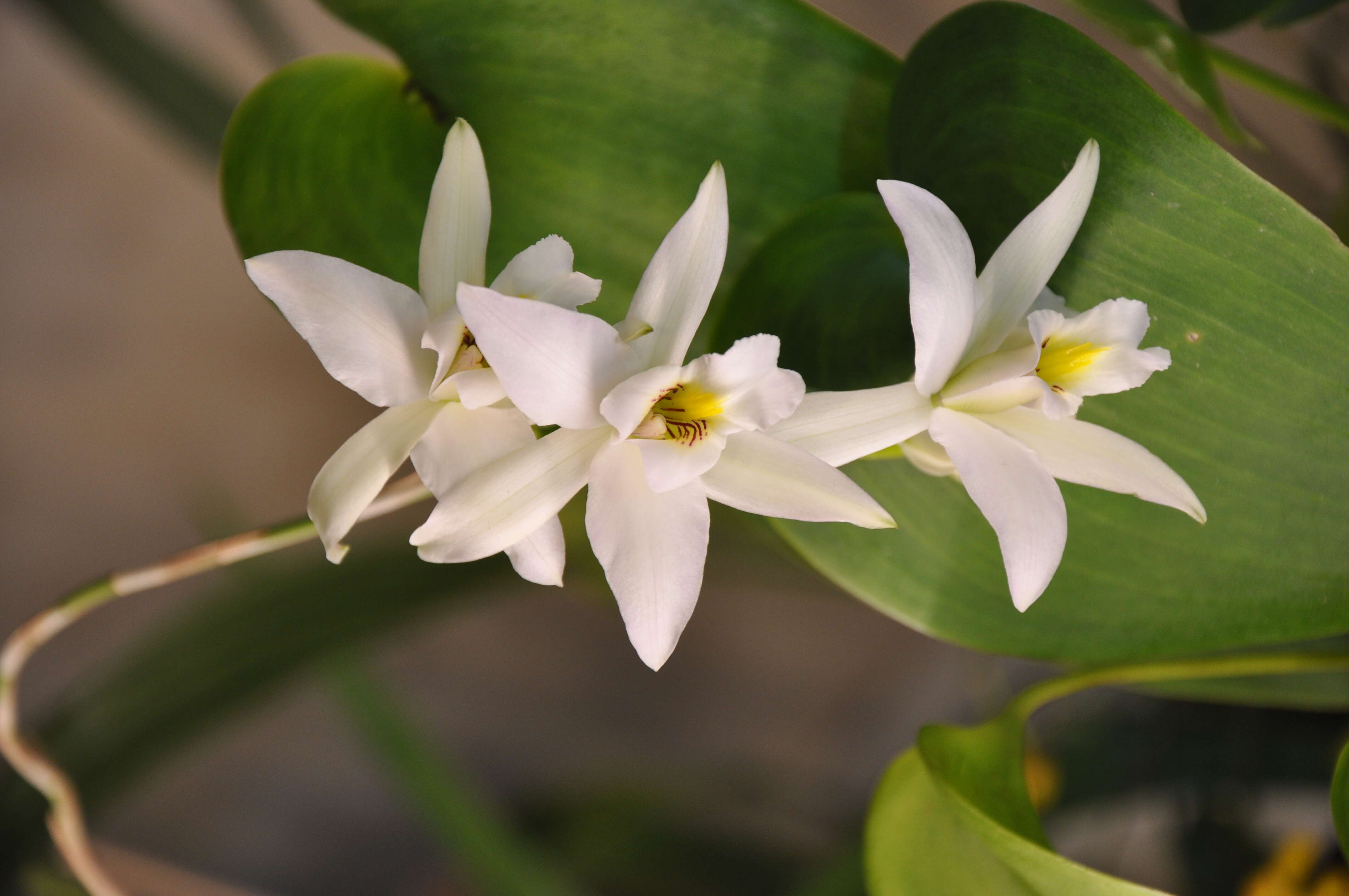 Image de Laelia anceps subsp. anceps