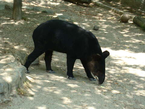 Image of Andean Tapir