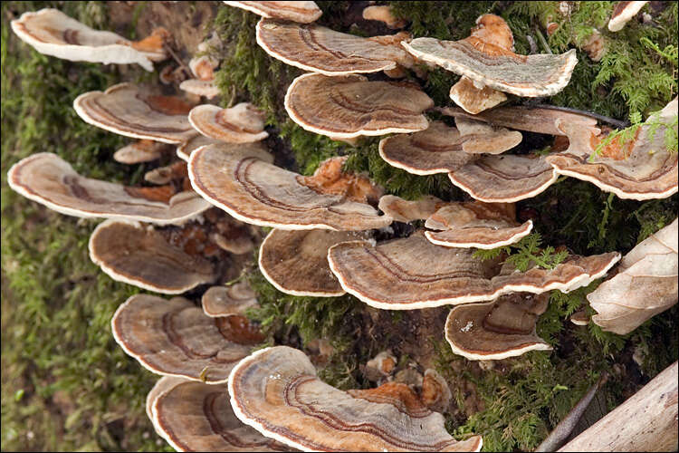 Image of Trametes