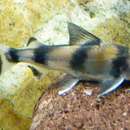 Image of Blackfin sisorid-catfish