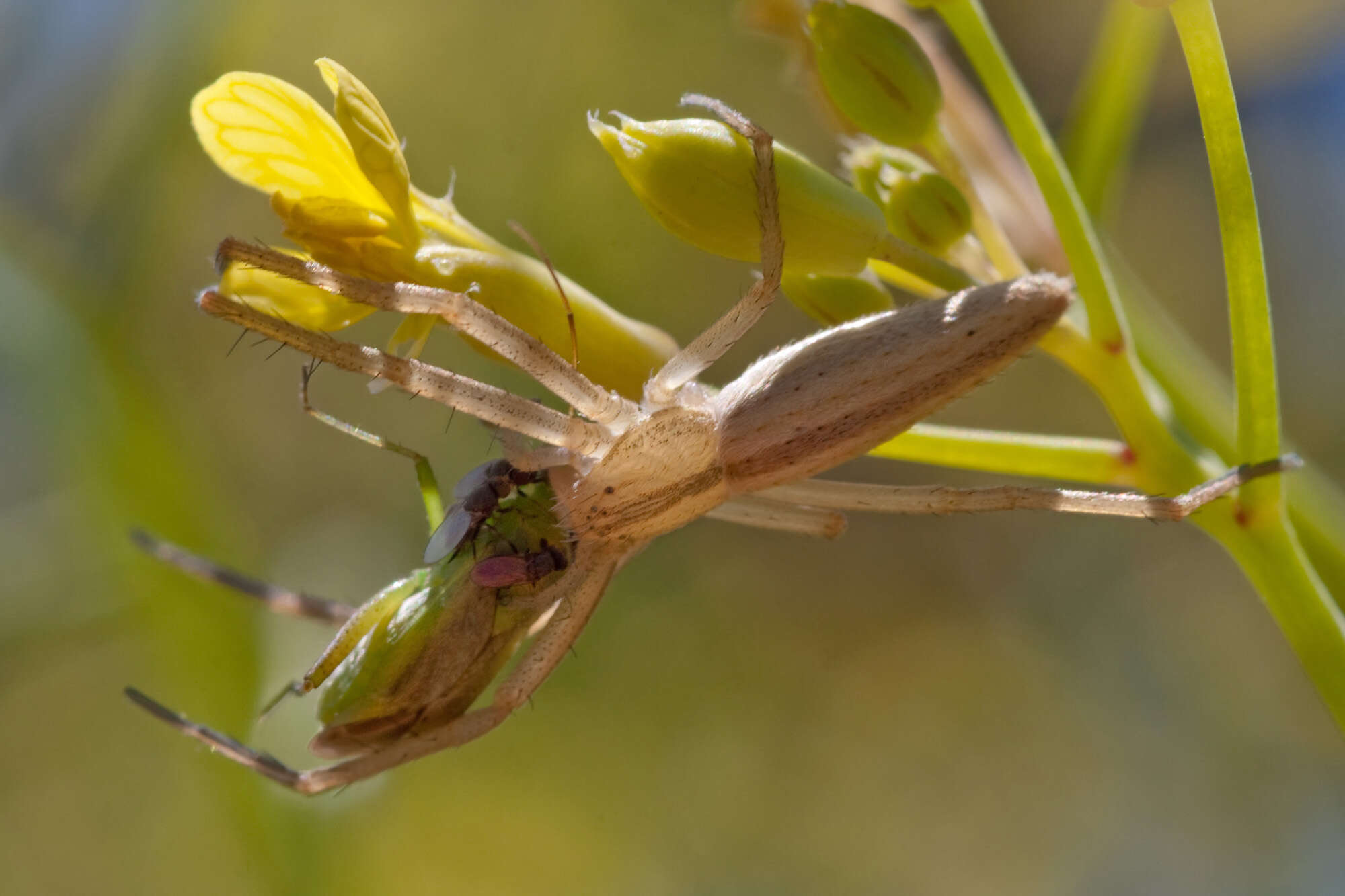 Image of philodromid crab spiders