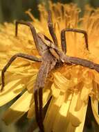 Image of nursery web spiders