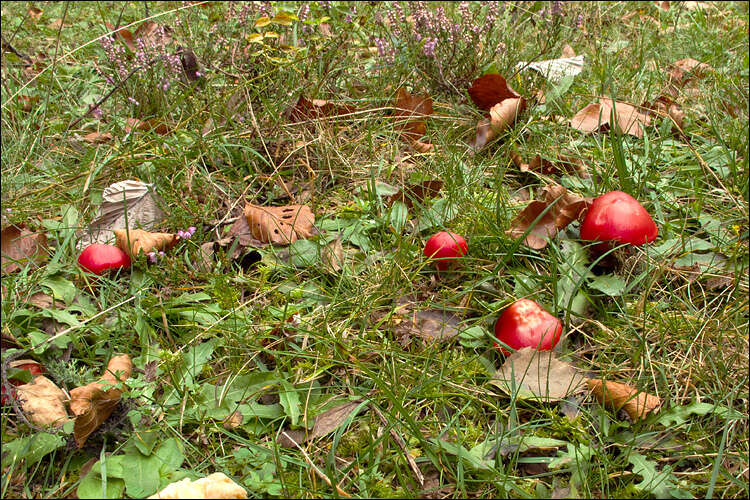 Image of waxcaps (fungi)