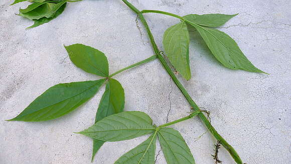 Image of Cissus trigona Willd. ex Roem. & Schult.