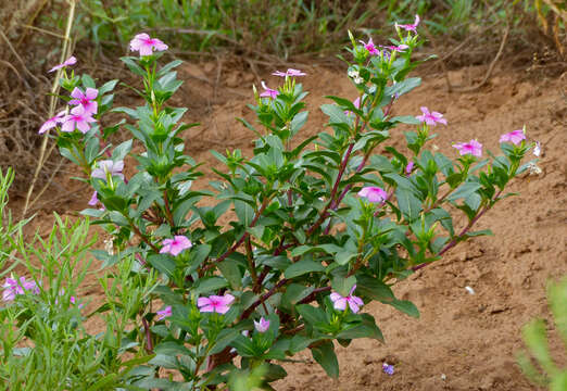 Image de Pervenche de Madagascar