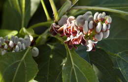 Image of groundnut