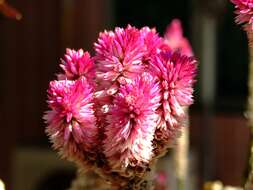 Imagem de Celosia argentea L.